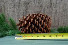 Load image into Gallery viewer, Pinecones - Handpicked California 100% Natural Lg 6"- 6 Count