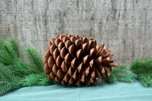 Load image into Gallery viewer, Pinecones - Handpicked California 100% Natural Lg 6"- 6 Count