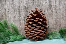 Load image into Gallery viewer, Pinecones - Handpicked California 100% Natural Lg 6"- 6 Count
