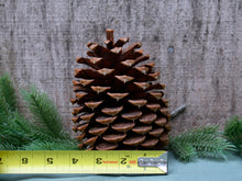 Load image into Gallery viewer, Pinecones - Handpicked California 100% Natural Lg 6"- 6 Count