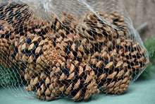 Load image into Gallery viewer, Small Pinecones - Handpicked California 100% Natural small 2-3" - Pack of 12