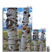 Load image into Gallery viewer, Meadow Aspens Fine Art Print - Jess Alice
