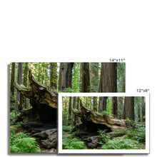 Load image into Gallery viewer, Fine Art Print | "Forest Floor Landscape Photograph | Artist Jess Alice - Jess Alice