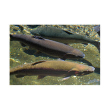 Load image into Gallery viewer, 3 Rainbow Trout Fish Swimming Puzzle ( 252, 500, 1014-piece) |Photograph by Artist Jess Alice - Jess Alice