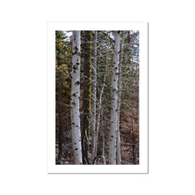 Load image into Gallery viewer, Aspen Winter Fine Art Print - Jess Alice