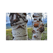 Load image into Gallery viewer, Meadow Aspens Fine Art Print - Jess Alice
