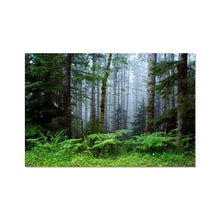 Load image into Gallery viewer, whimsical, enchanting, serene foggy forest landscape photography by artist Jess Alice. Bright green fern foliage in the foreground with lush clovers on the ground floor. textured tree trunks and a misty fog depth as it fades in the background. This wall hanging artwork is perfect decoration for home and office. Beautiful nature inspired forest photo for commercial and residential staging, office artwork, lobby hotel and sitting room visual accents that bring a sense of peace and relaxation.