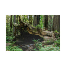 Load image into Gallery viewer, Puzzle (252, 500, 1014-piece) |"Forest Floor" Photograph by Artist Jess Alice | Redwood Forest Puzzles - Jess Alice