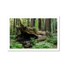 Load image into Gallery viewer, Fine Art Print | "Forest Floor Landscape Photograph | Artist Jess Alice - Jess Alice
