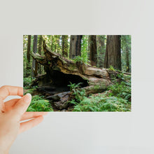 Load image into Gallery viewer, "Forest Floor" Classic Postcard | Artist Jess Alice | Ocean Sunset Landscape - Jess Alice