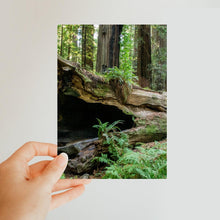Load image into Gallery viewer, "Forest Floor" Classic Postcard | Artist Jess Alice | Ocean Sunset Landscape - Jess Alice