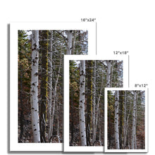 Load image into Gallery viewer, Aspen Winter Fine Art Print - Jess Alice