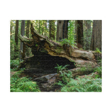 Load image into Gallery viewer, Puzzle (252, 500, 1014-piece) |"Forest Floor" Photograph by Artist Jess Alice | Redwood Forest Puzzles - Jess Alice