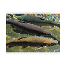 Load image into Gallery viewer, 3 Rainbow Trout Fish Swimming Puzzle ( 252, 500, 1014-piece) |Photograph by Artist Jess Alice - Jess Alice