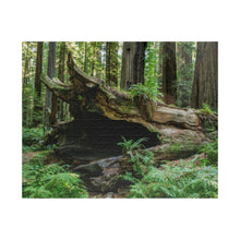 Load image into Gallery viewer, Puzzle (252, 500, 1014-piece) |"Forest Floor" Photograph by Artist Jess Alice | Redwood Forest Puzzles - Jess Alice