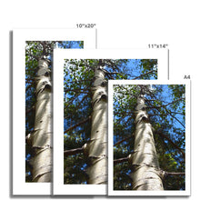 Load image into Gallery viewer, Shadow Tree Fine Art Print - Jess Alice