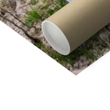 Load image into Gallery viewer, Meadow Aspens Fine Art Print - Jess Alice
