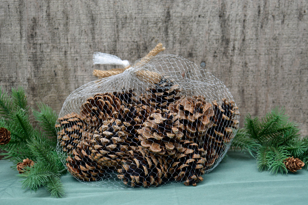 Small Pinecones - Handpicked California 100% Natural small 2-3