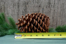 Load image into Gallery viewer, Pinecones - Handpicked California 100% Natural Lg 6&quot;- 6 Count
