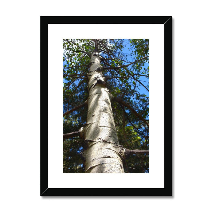 Shadow Tree Framed & Mounted Print - Jess Alice