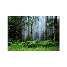 Load image into Gallery viewer, whimsical, enchanting, serene foggy forest landscape photography by artist Jess Alice. Bright green fern foliage in the foreground with lush clovers on the ground floor. textured tree trunks and a misty fog depth as it fades in the background. This wall hanging artwork is perfect decoration for home and office. Beautiful nature inspired forest photo for commercial and residential staging, office artwork, lobby hotel and sitting room visual accents that bring a sense of peace and relaxation.

