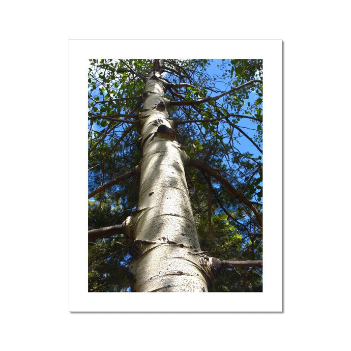 Shadow Tree Fine Art Print - Jess Alice