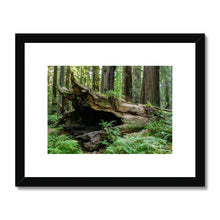 Load image into Gallery viewer, &quot;Forest Floor&quot; Framed &amp; Mounted Fine Art Print | Artist Jess Alice | Redwood Forest Landscape Photography - Jess Alice
